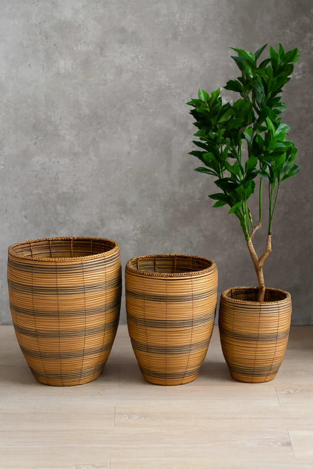 Cane Planter Set | Natural Cane Pots in 3 Sizes