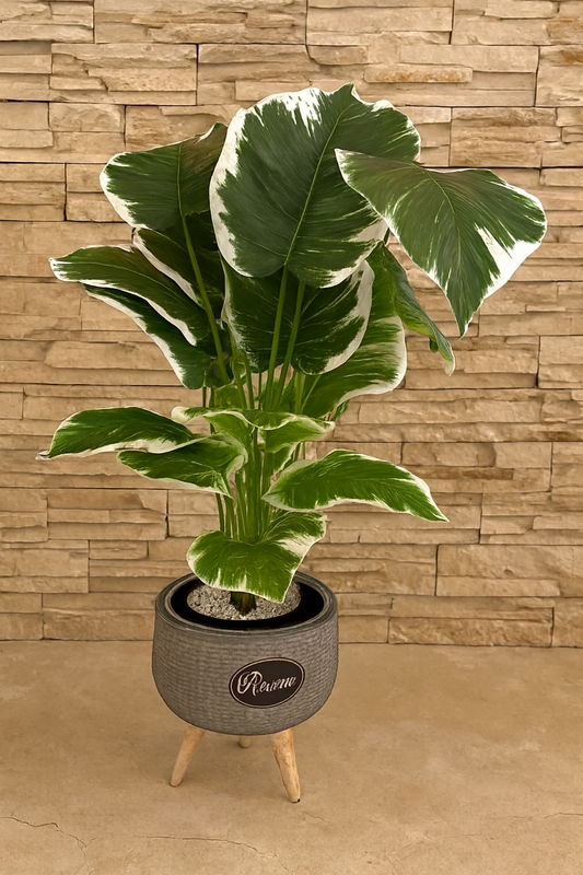 Artificial Small Plant 002 | Decorative Indoor Greenery