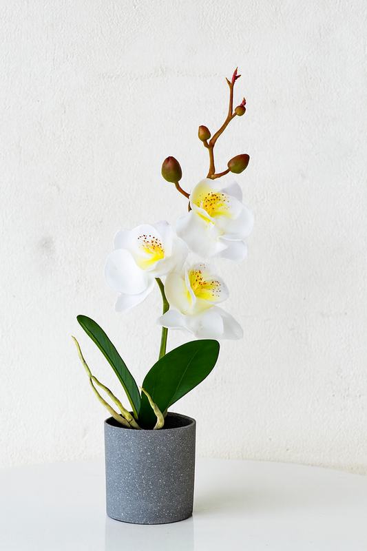 Orchid Planter 011 | Premium Ceramic Orchid Décor