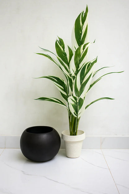 Round Pot Plant (001) | Black Fiber Decorative Planter